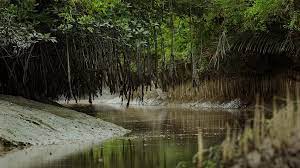 Sundarban Delta