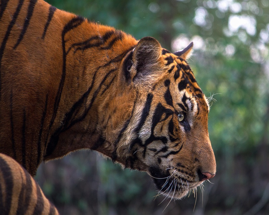 Sundarban National Park